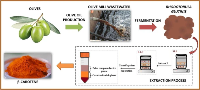 Industrial extraction process of beta carotene showing modern processing equipment