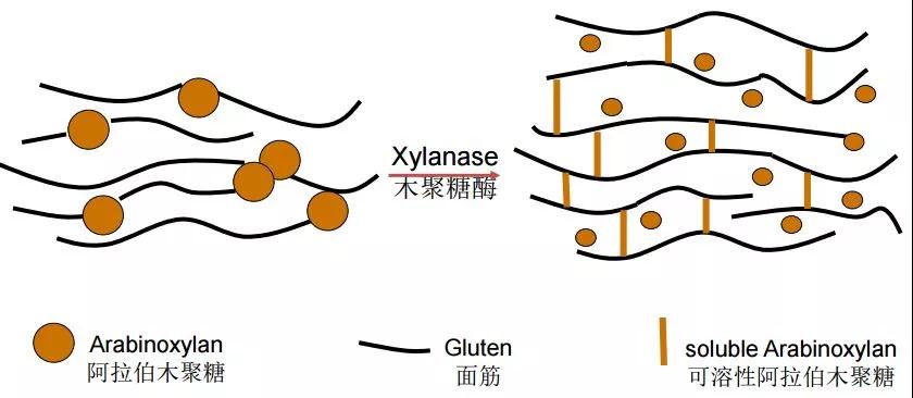 面包改良剂的作用机理