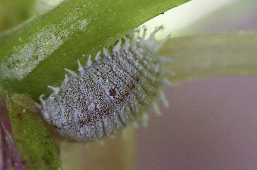Dactylopius coccus
